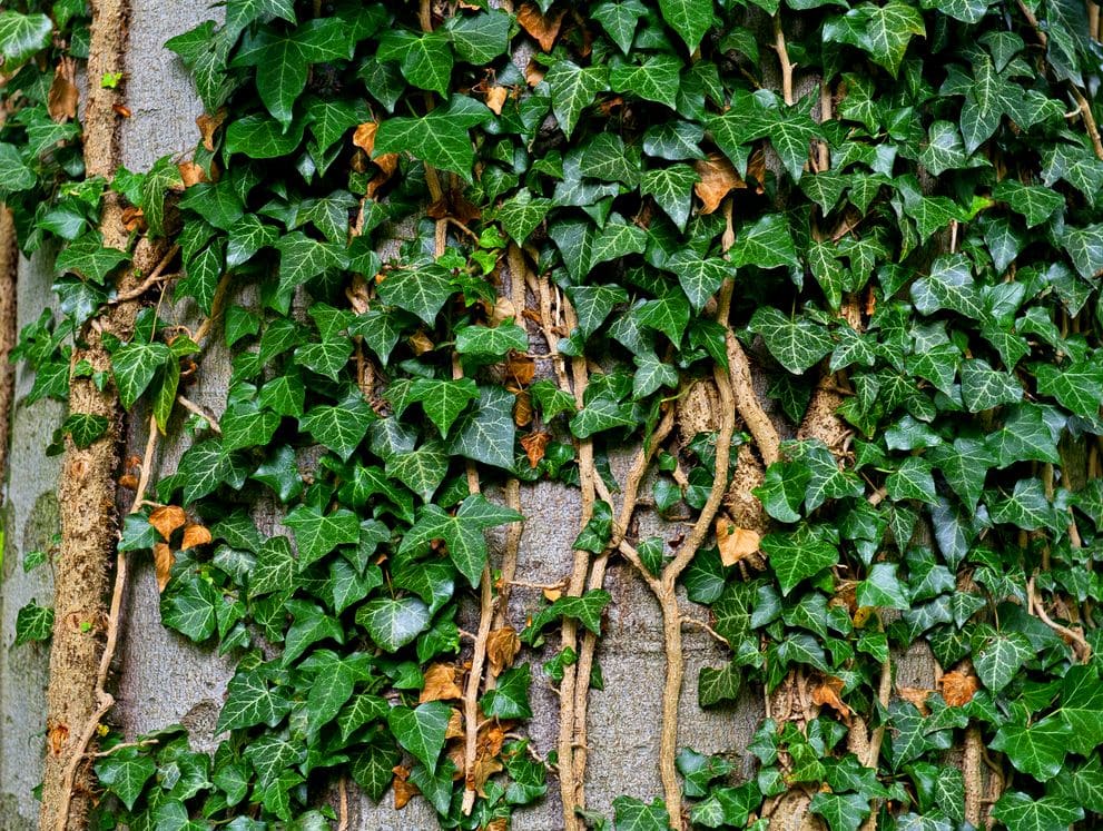 Als natürliche Klimaanlage und lebendiges Biotop haben grüne Fassaden ein enormes Potenzial für die Verbesserung unserer Städte.