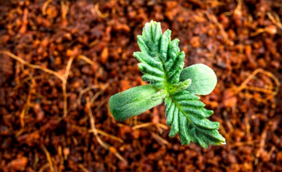 Sämlingen startest, ist dir überlassen – aber mit dem richtigen Saatgut legst du den Grundstein für eine gelungene Grow-Erfahrung.