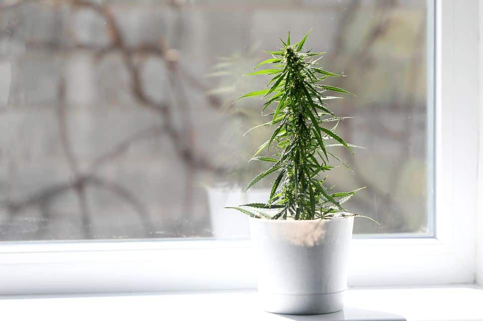 Cannabis ist eine widerstandsfähige Pflanze – mit den richtigen Bedingungen gedeiht sie prächtig.